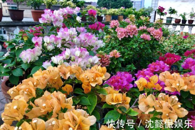 植物|5种常见花,堪称“花机器”,家里随便养一盆,四季能看花
