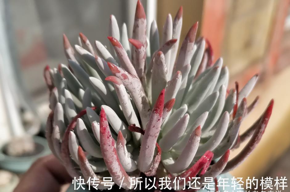 休眠|多肉爱杜丽丝好不好度夏？如果你像我这样养的话，那度夏自然不难