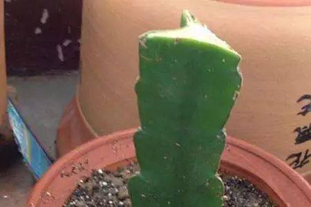 嫁接蟹爪兰，没有砧木怎么办，这样扦插三棱箭，一棵砧木变一百棵