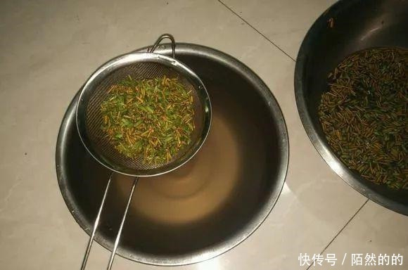 养花先养根,浇灌2种水,根系长的“洁白稠密”,轻松变爆盆!
