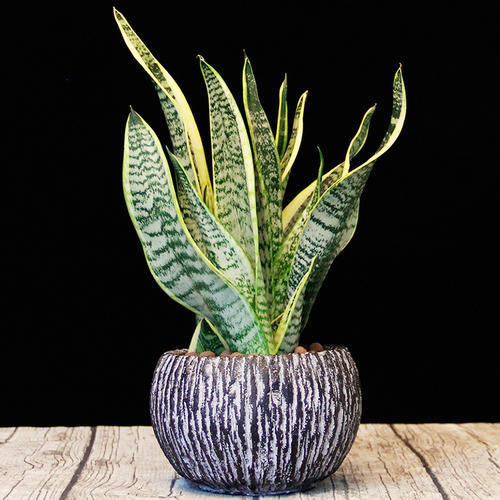 这些花要“穷养”，小盆种少浇水，枝繁叶茂，开出层叠群花