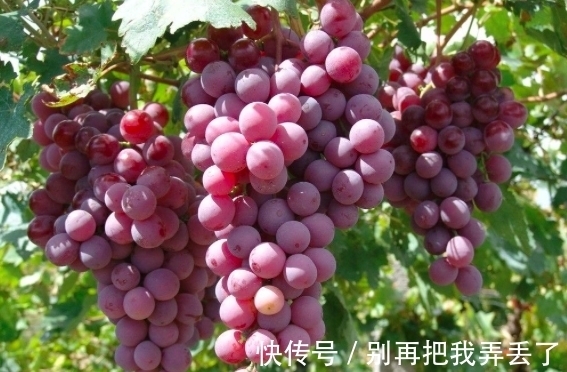 抗衰老|葡萄和它是天生的敌人,别一起食用,特别是第一个,知道的人不多