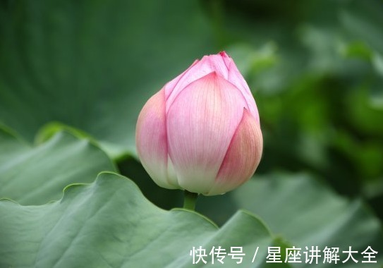 桃花|步入7月中旬，时来运转，4属相运势上涨，桃花如愿，日子红红火火