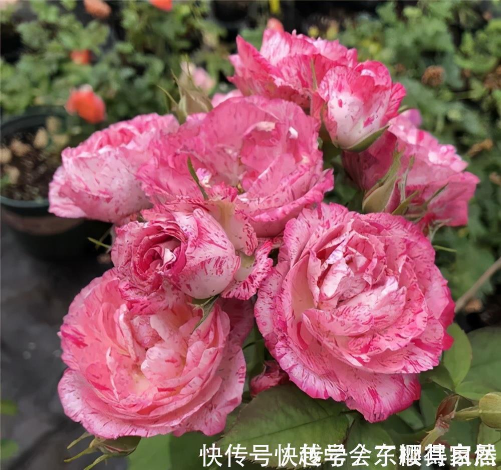 家里养了3种花，一盆接着一盆买，根本控制不住，是你吗？