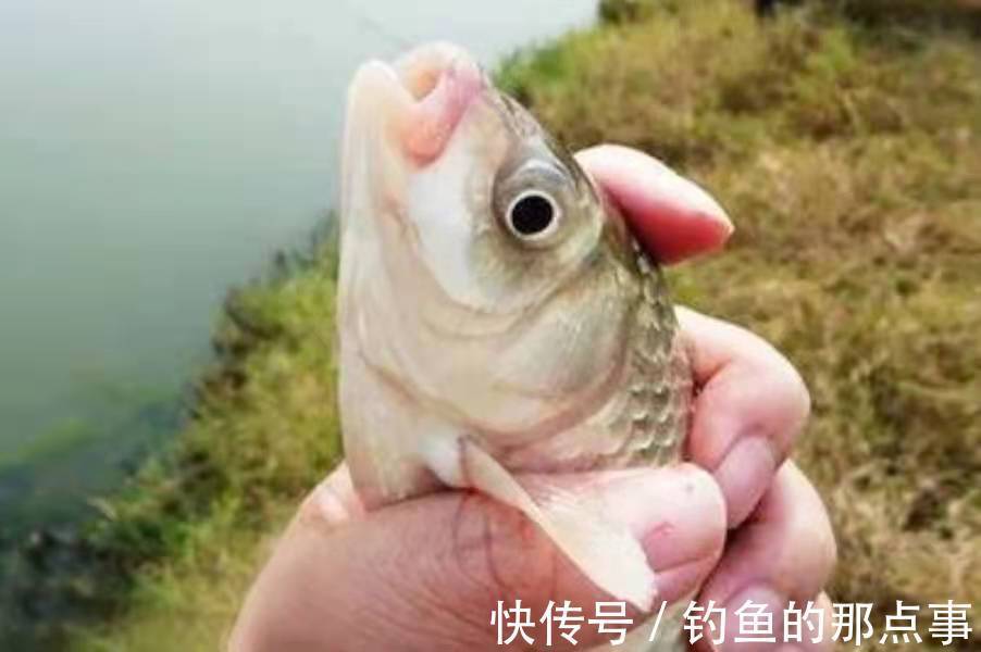 二十年老钓手倾囊相授：自从学会这用漂方式，每钓一次都过瘾