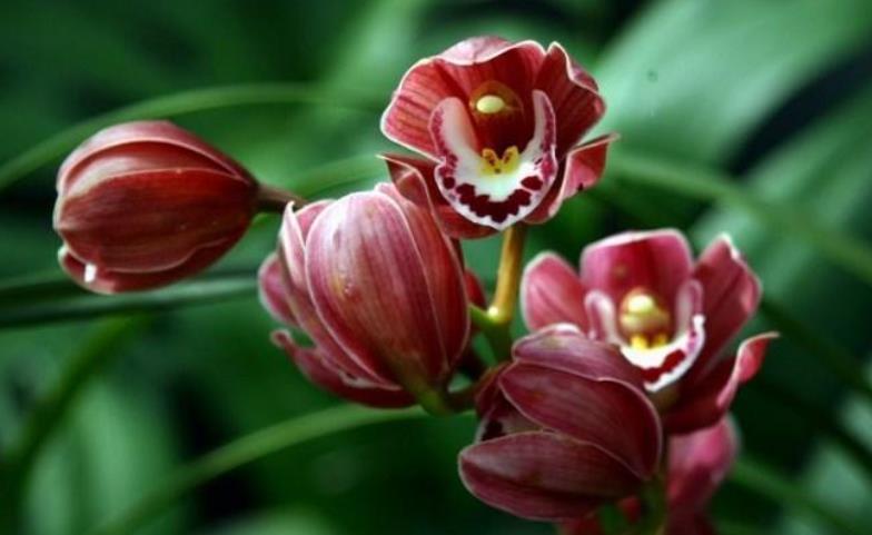 红掌|花市五大年宵花,好看却难养,告诉你“技巧”,养好没难度!