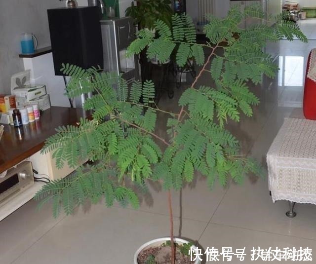 酸角|3类种子得捡回家,冬天将它扔水里,呼呼长成漂亮的绿植盆栽!