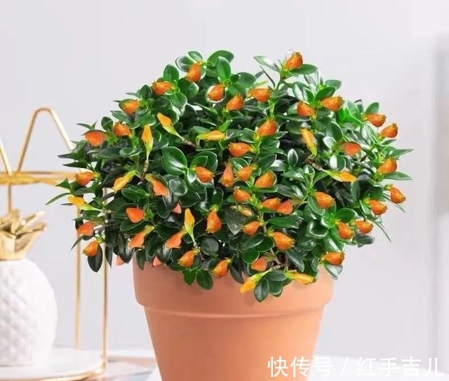 吊兰|早春养金鱼吊兰,做好这5件事,枝头开满“小金鱼”,好看又吉祥