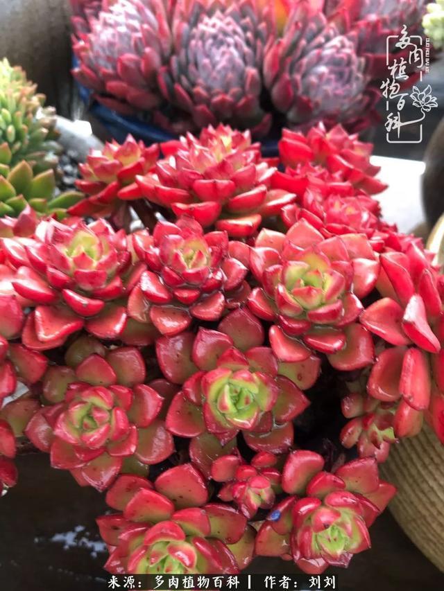 爱多肉，爱生活，我们是一群快乐的养肉人！