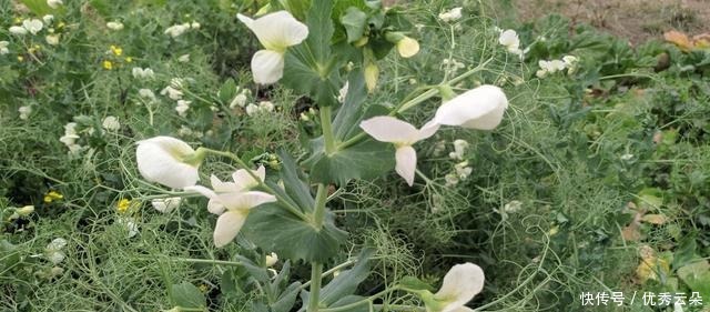 清妍豌豆开白花,用心赏悦美如画
