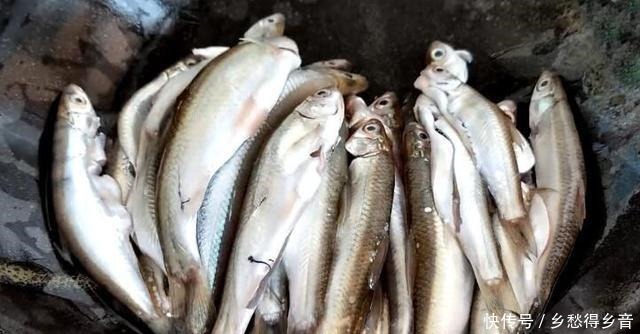 炸小鱼时,牢记3个小技巧,小鱼不破皮不粘锅,酥香好吃无腥味