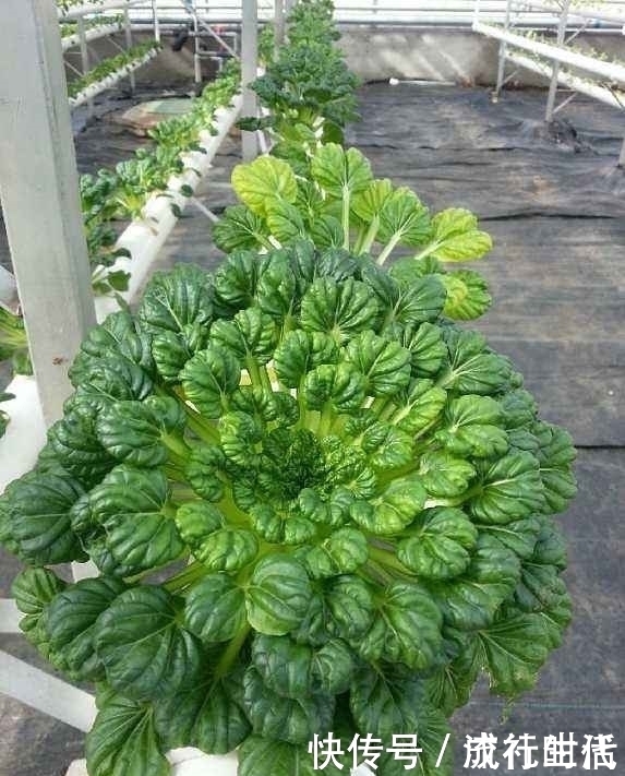 野菜|农村大山里的野菜,常吃身体不会差,头发黑了,还治胃病