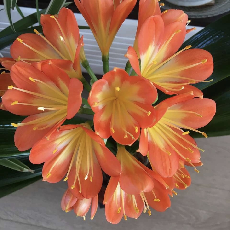 君子兰能长出“红果子”,肯定是“赚了”,播种养出20盆