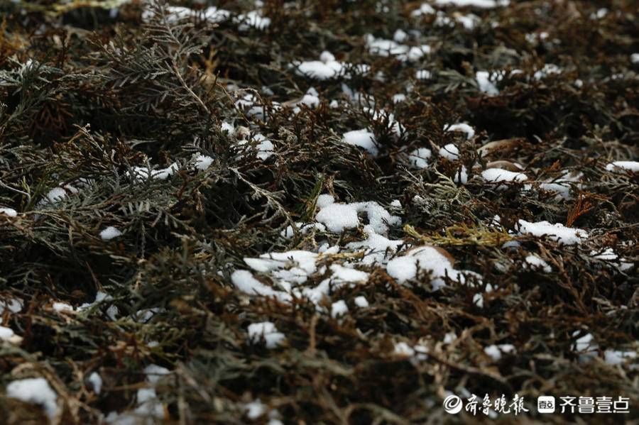 汉柏|壹图集｜2021年12月24日，雪后泰安岱庙，红墙金瓦映白雪