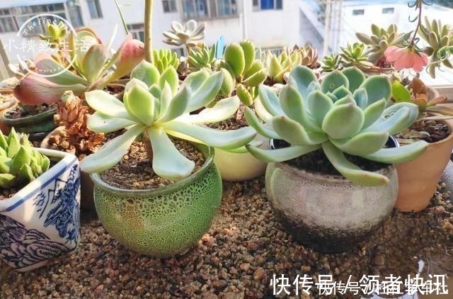 肉肉|养多肉要会控水，注意6点，1个小技巧，肉肉不用施肥也很胖！