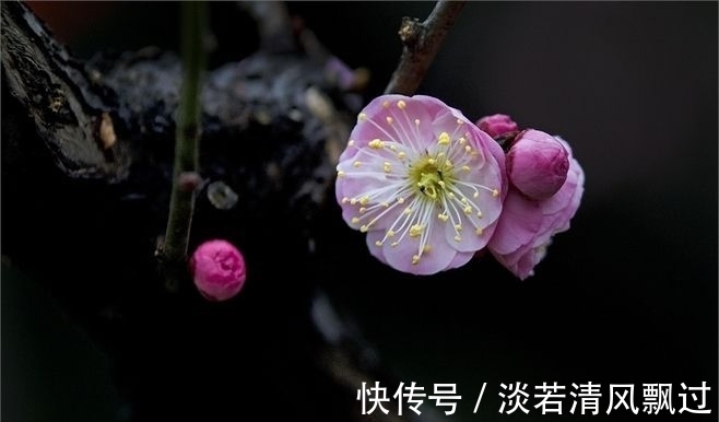 李桃&诗人郑谷一首梅花七律,芬芳盈袖,妍胜李桃,离情别绪,魂断楚桥