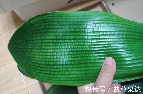 叶片|君子兰、蟹爪兰叶片打蔫,擦一擦,20天长油绿叶