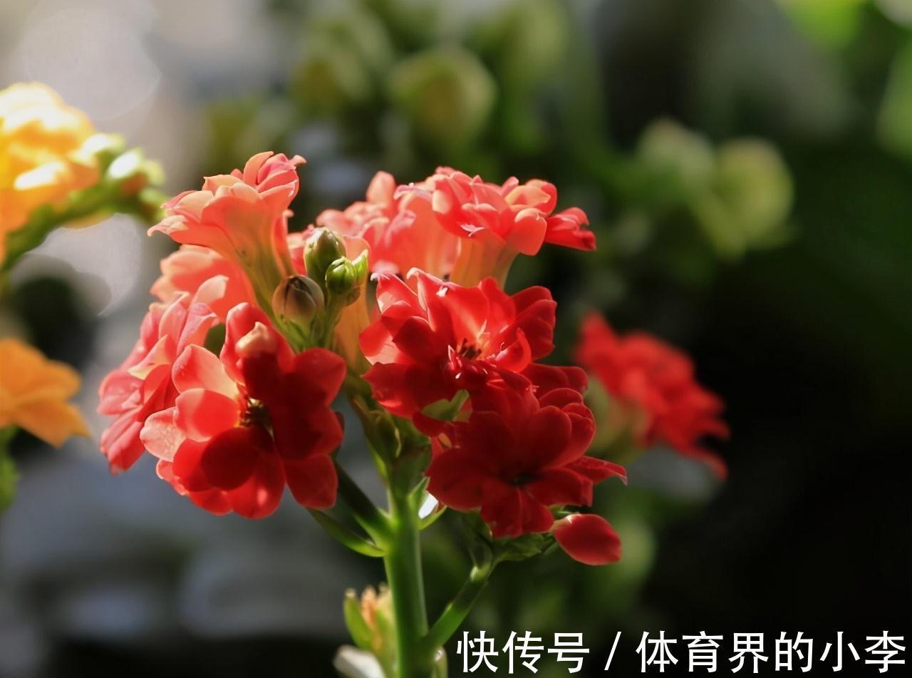 大爷养长寿花,土里埋根它,长寿花蹭蹭狂长,一盆开花几十朵