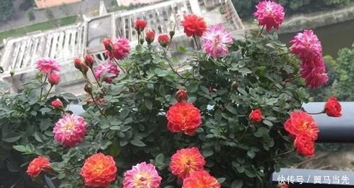 月季|此花花朵五颜六色，四季花开不停，比绿萝还好养，是盆栽佳品！