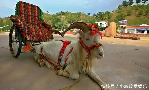 太帅|因长得太帅,所到之处全是围观他的人,最后被看死