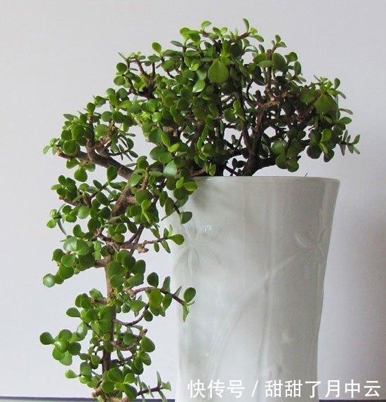 造型|养金枝玉叶盆景,光浇水施肥没用,得会修剪才行,枝叶一少价值高