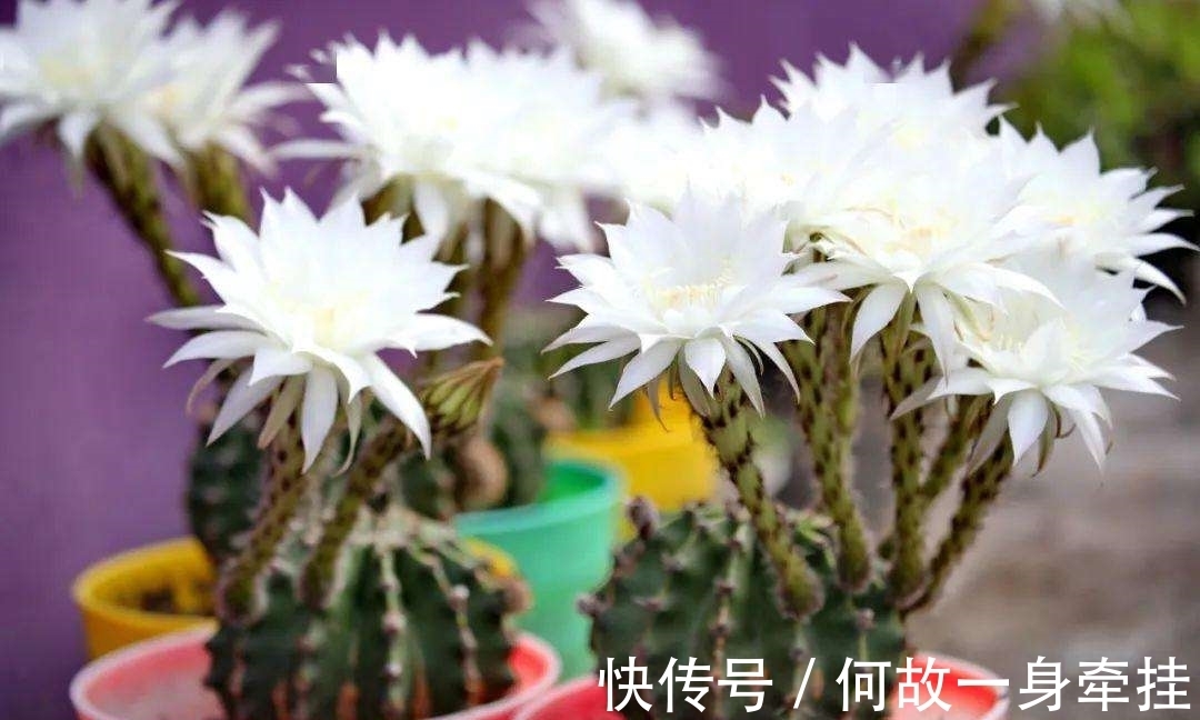 6种漂亮花“不吉利”,讲究人一般不养,但是太漂亮,看着就喜欢