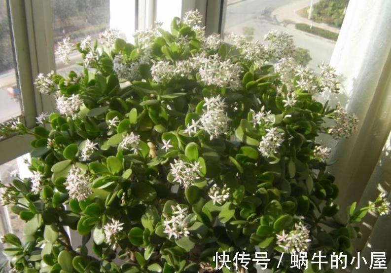 养了4年的玉树终于开花了,毫无保留分享经验给你,新手也会养