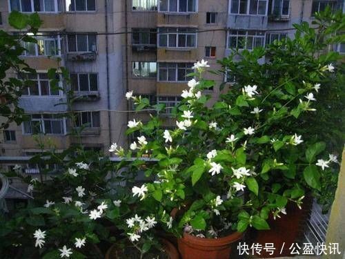 油绿|3种花就是醋坛子,浇水加几滴,叶子油绿发亮