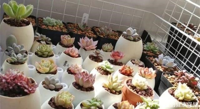多肉花盆年年买不如换成这种，省钱又实用！多肉花盆年年买不如换成这种，省钱又实用！
