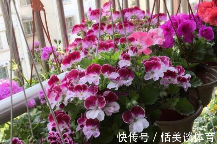 几种花养家里，好养又漂亮，漂亮花朵，寓意吉祥美极了