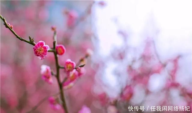 名气|世外桃源上演国潮文旅大餐,民俗体验度直线飙升!