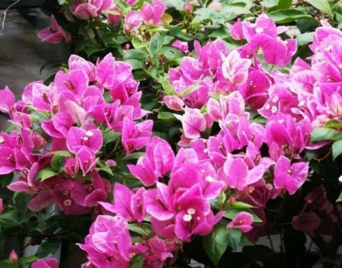 4种花堪称贵族,开花时如梦如幻,尊贵大气,漂亮好养