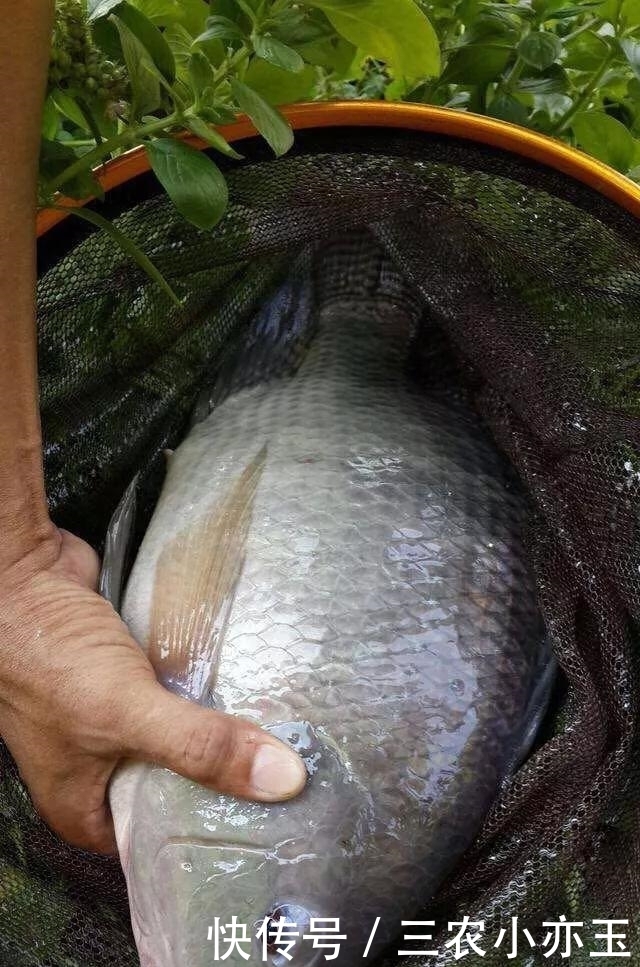  淡水鱼|淡水鱼介绍系列之(十)罗非鱼