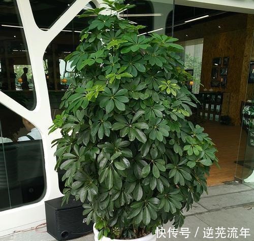 养这4盆花,在家吸烟也不怕,二手烟吸光光,空气清新,一家健康!