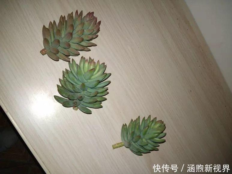叶插|别人扔的多肉,他非要捡,最后照样也能养爆盆!