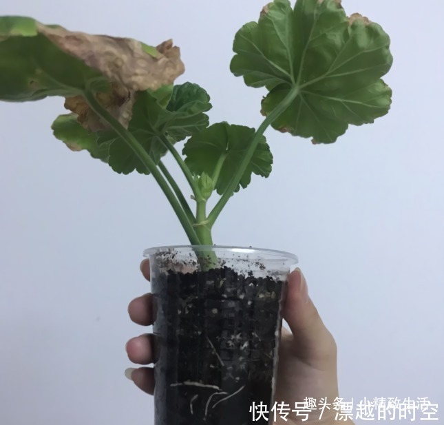 土团|扦插天竺葵，简单3步，1个小窍门，20天呼呼冒白根