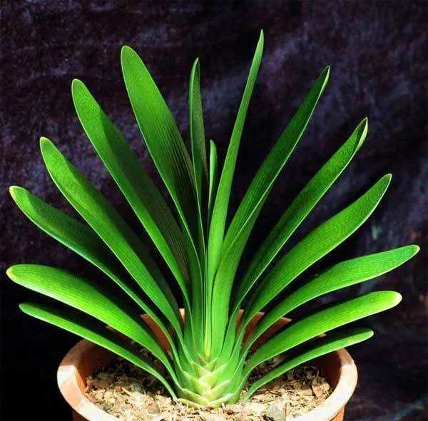 有这“6种坏习惯”,是养不好花的,快来看看你有没有