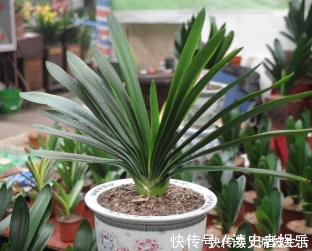 这“3”种花,放在家中最“保值”,养上数10年,几万都不卖