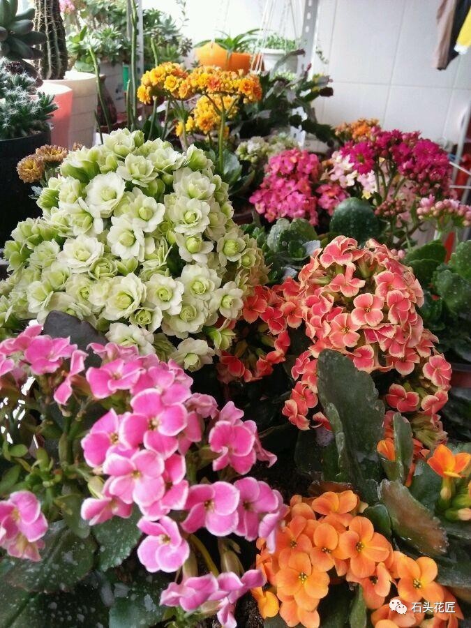 孕蕾|吴大妈冬季养花有“1招”,长寿花、蟹爪兰“孕蕾”超快,花疯长