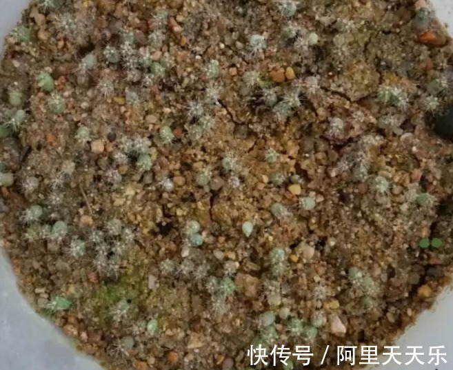 开花的仙人球，刷一下、结籽千千万，撒土里冒一盆苗！