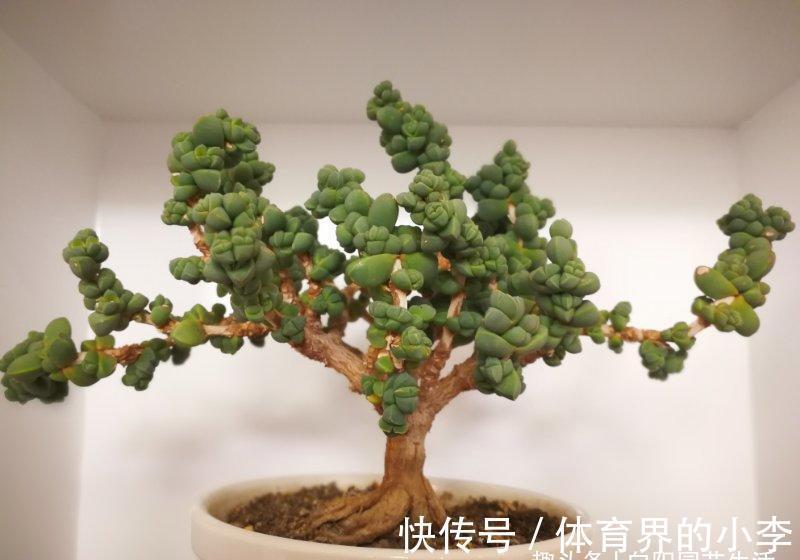 多肉鹿角海棠,经过大师修剪,养成了盆景老桩,价格翻了10倍