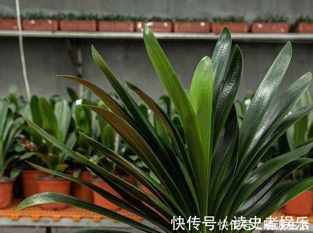 这“3”种花，放在家中最“保值”，养上数10年，几万都不卖