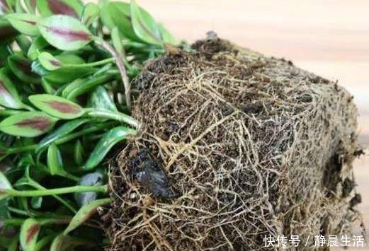 花卉|“树皮”放盆里兑水,变成“营养液”,给花卉浇1勺,冒白根