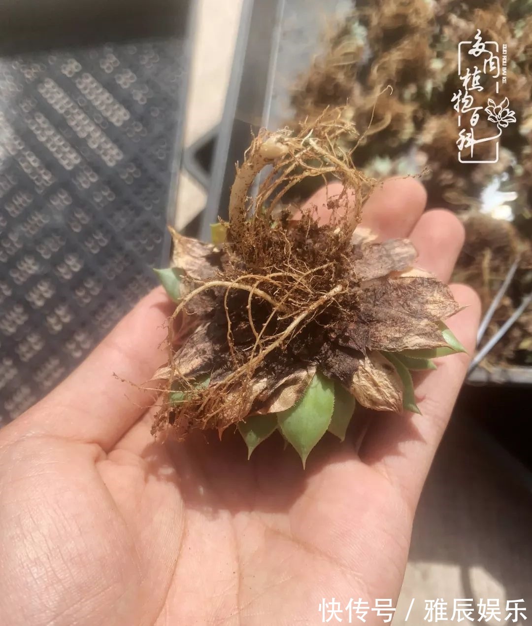 框子|这多肉拼盘这么仙!如何制作达人手把手教你制作长生草拼盘!