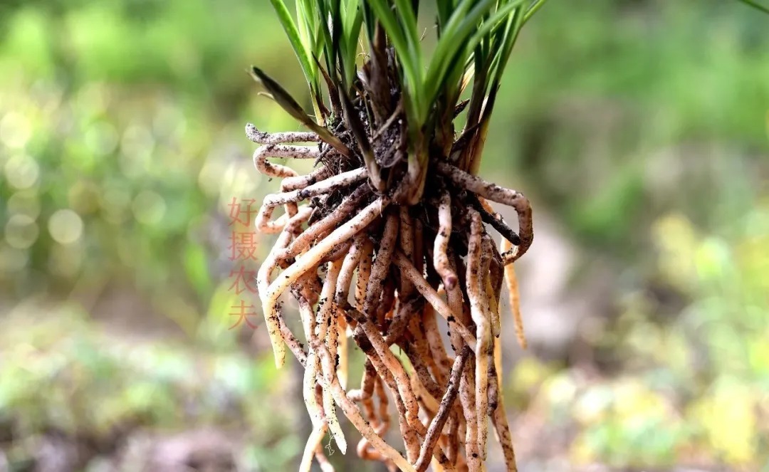 自制|养兰花的肥料可以自制吗?自制氮、磷、钾肥,真的不太难