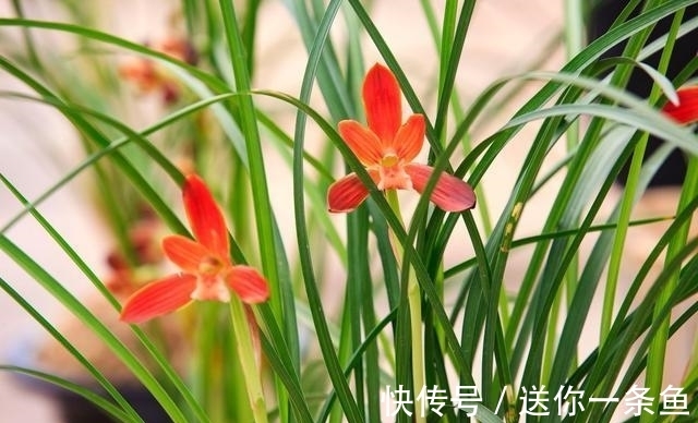 兰花|七言绝句◆空谷幽兰