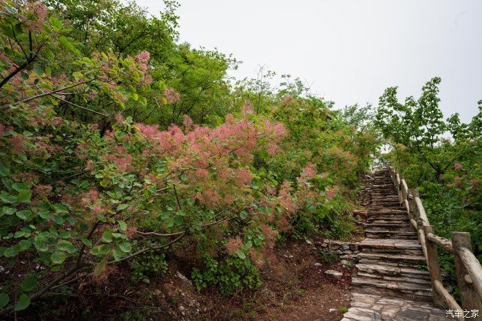 粉红|【郊野行摄】春风拂面，黄栌花开---雨中游京西幽岚山