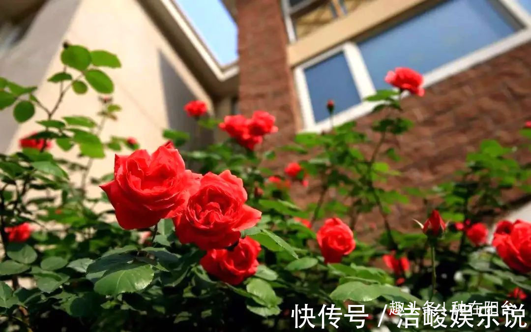 台友们|揭开月季、玫瑰与欧月身世之谜,选花多、貌美、香气浓的来栽种