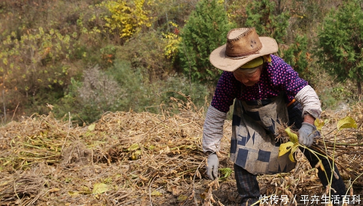  红色|农家小院晒满红色茱萸金色苞谷，秦岭山村秋色醉人