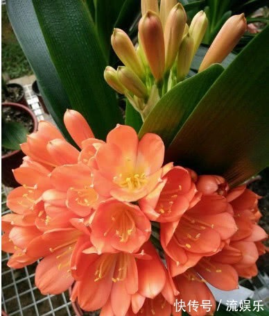 磷酸二氢钾|养君子兰,记住3个“要领”,一年开花2次,盆盆开花几十朵